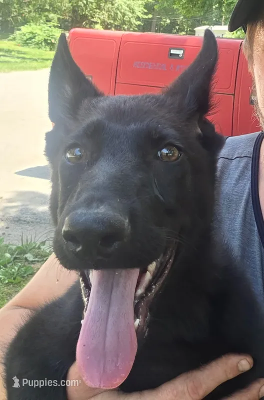 Beast – German Shepherd Dog puppy for sale in Marydel, MD