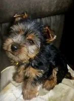 AKC Flint, a male Yorkshire Terrier for sale in Stevensville, MD – 2 of 6