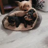 AKC Spark, a male Yorkshire Terrier for sale in Marydel, MD – 5 of 5