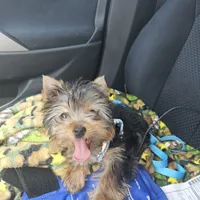 AKC Spark, a male Yorkshire Terrier for sale in Smyrna, DE – 2 of 6