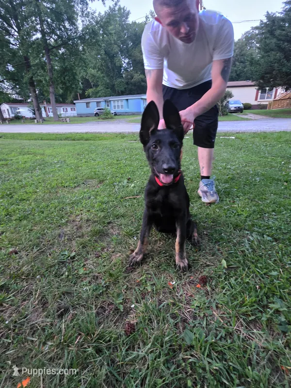 Uno – German Shepherd Dog puppy for sale in Marydel, MD