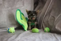 Remi AKC teacup, a male Yorkshire Terrier for sale in Hartly, DE – Photo 2 of 7