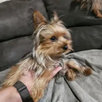 Remi AKC teacup, a male Yorkshire Terrier for sale in Hartly, DE – Photo 3 of 7