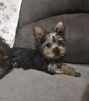 Remi AKC teacup, a male Yorkshire Terrier for sale in Stevensville, MD – Photo 2 of 8