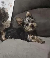 Remi AKC teacup, a male Yorkshire Terrier for sale in Stevensville, MD – Photo 1 of 8