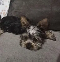 Remi AKC teacup, a male Yorkshire Terrier for sale in Stevensville, MD – Photo 3 of 8