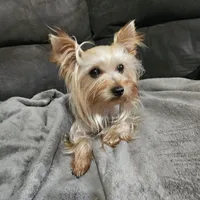 Remi AKC teacup, a male Yorkshire Terrier for sale in Hartly, DE – Photo 4 of 7