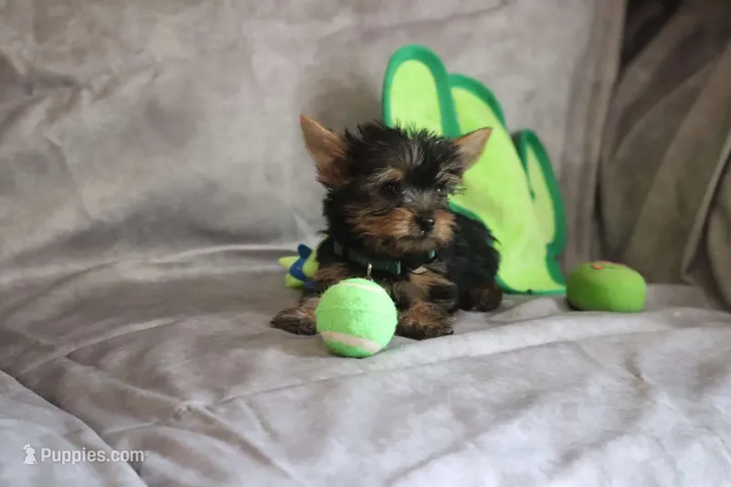 Remi AKC teacup