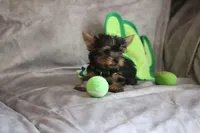 Remi AKC teacup, a male Yorkshire Terrier for sale in Hartly, DE – Photo 1 of 7