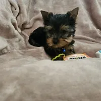 AKC Spark, a male Yorkshire Terrier for sale in Hartly, DE – 2 of 8