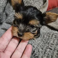 AKC Spark, a male Yorkshire Terrier for sale in Marydel, MD – 3 of 5