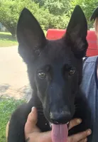Beast, a male German Shepherd Dog for sale in Dover, DE – 2 of 5