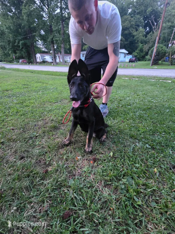 Uno – German Shepherd Dog puppy for sale in Marydel, MD