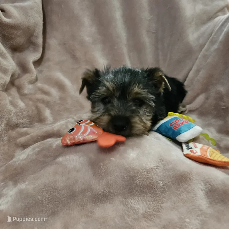 AKC Flint – Yorkshire Terrier puppy for sale in Hartly, DE