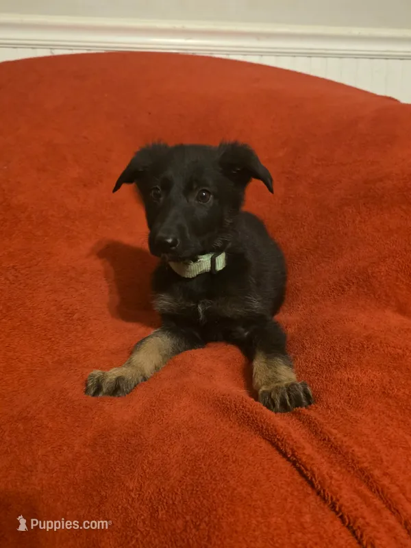 Dobby – German Shepherd Dog puppy for sale in Dover, DE