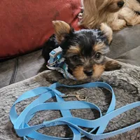 AKC Spark, a male Yorkshire Terrier for sale in Dover, DE – 8 of 8