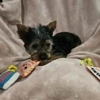 AKC Blaze, a male Yorkshire Terrier for sale in Hartly, DE – 6 of 8