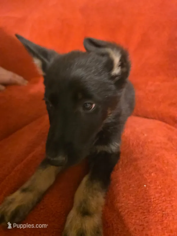 Uno – German Shepherd Dog puppy for sale in Dover, DE