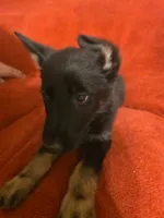 Uno, a female German Shepherd Dog for sale in Marydel, MD – 1 of 4