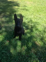 Cheyenne, a female German Shepherd Dog for sale in Dover, DE – 1 of 4