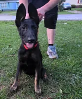 Dobby, a female German Shepherd Dog for sale in Dover, DE – 1 of 3