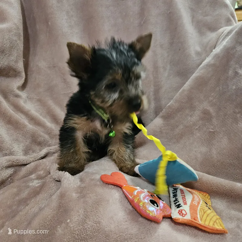 AKC Blaze – Yorkshire Terrier puppy for sale in Hartly, DE