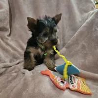 AKC Blaze, a male Yorkshire Terrier for sale in Hartly, DE – 1 of 8
