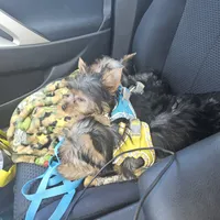 AKC Spark, a male Yorkshire Terrier for sale in Smyrna, DE – 3 of 6