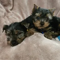 AKC Flint, a male Yorkshire Terrier for sale in Hartly, DE – 4 of 4