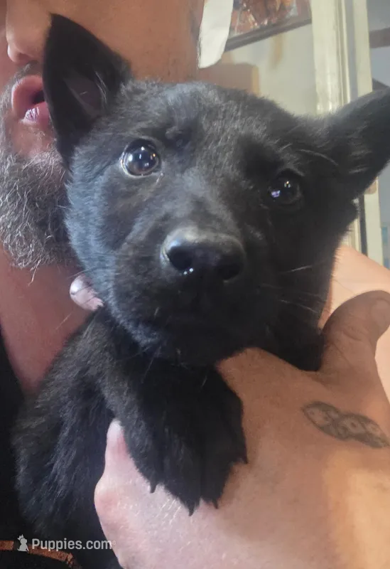 Cheyenne – German Shepherd Dog puppy for sale in Hartly, DE