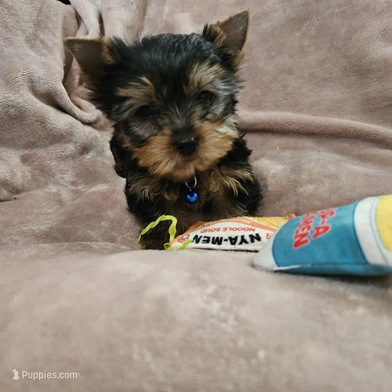 AKC Spark – Yorkshire Terrier puppy for sale in Hartly, DE