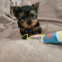 AKC Spark, a male Yorkshire Terrier for sale in Hartly, DE – 1 of 8
