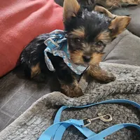 AKC Spark, a male Yorkshire Terrier for sale in Dover, DE – 2 of 8