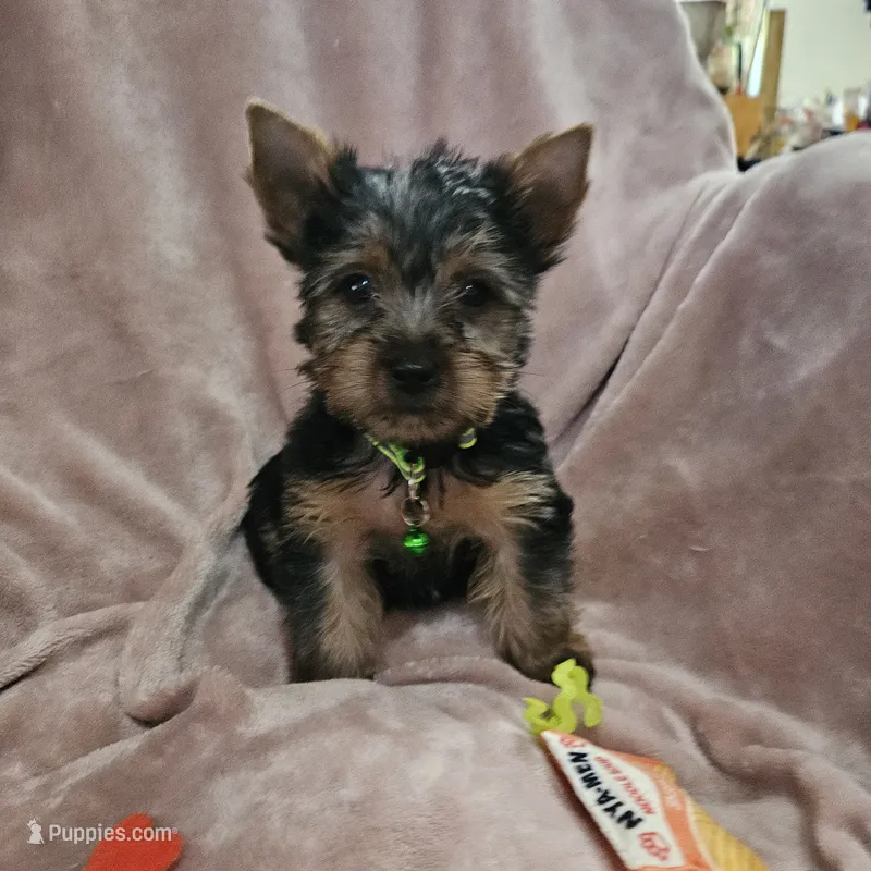 AKC Blaze – Yorkshire Terrier puppy for sale in Hartly, DE