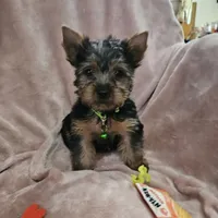 AKC Blaze, a male Yorkshire Terrier for sale in Hartly, DE – 7 of 8