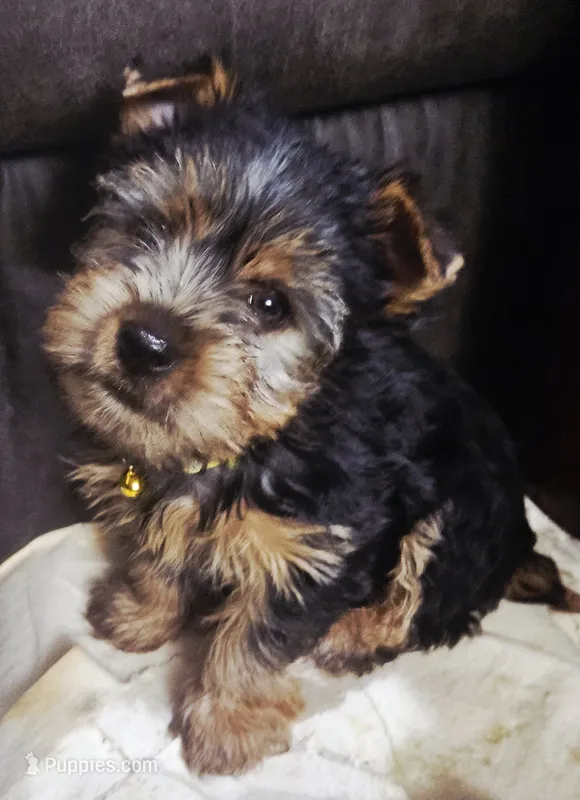 AKC Flint, a male Yorkshire Terrier for sale in Stevensville, MD – 1 of 6