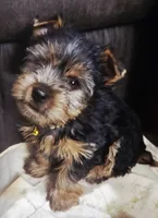 AKC Flint, a male Yorkshire Terrier for sale in Stevensville, MD – 1 of 6