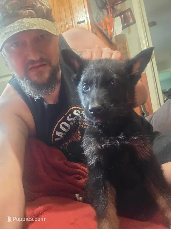 Twinkle – German Shepherd Dog puppy for sale in Hartly, DE
