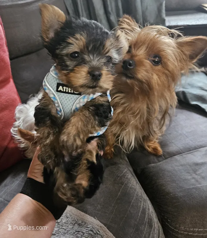 AKC Spark – Yorkshire Terrier puppy for sale in Dover, DE
