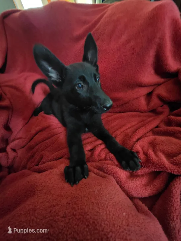 Cheyenne – German Shepherd Dog puppy for sale in Marydel, MD