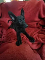 Cheyenne, a female German Shepherd Dog for sale in Marydel, MD – 1 of 5