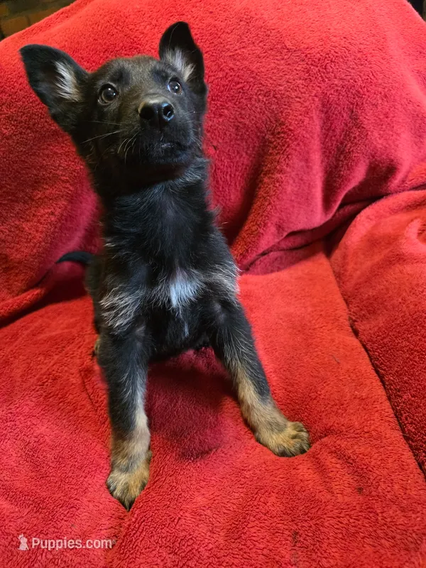 Spot – German Shepherd Dog puppy for sale in Dover, DE