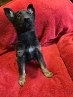 Spot, a male German Shepherd Dog for sale in Marydel, MD – 1 of 3