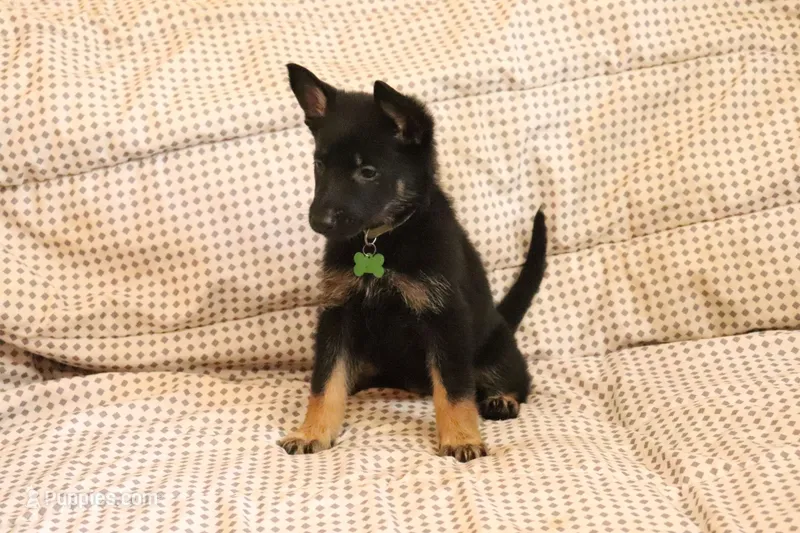 Sheba, a female German Shepherd Dog for sale in Marydel, MD – 1 of 1
