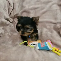 AKC Spark, a male Yorkshire Terrier for sale in Hartly, DE – 8 of 8