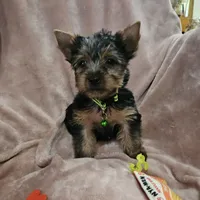 AKC Blaze, a male Yorkshire Terrier for sale in Hartly, DE – 2 of 8