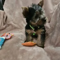 AKC Blaze, a male Yorkshire Terrier for sale in Hartly, DE – 3 of 8