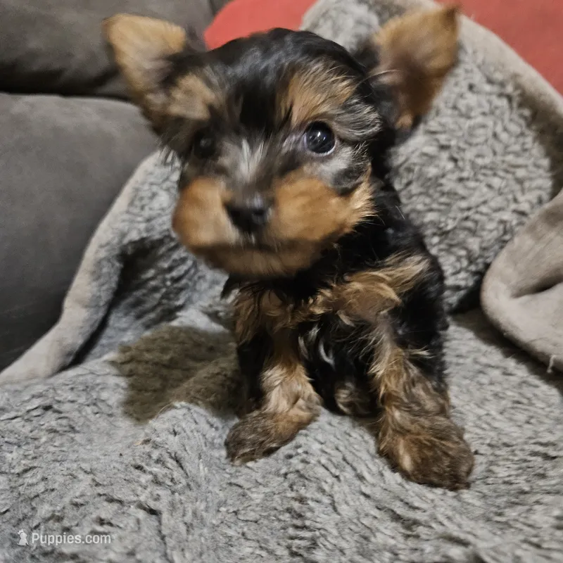 AKC Spark – Yorkshire Terrier puppy for sale in Marydel, MD