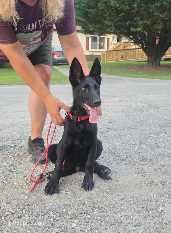 Beast – German Shepherd Dog puppy for sale in Marydel, MD