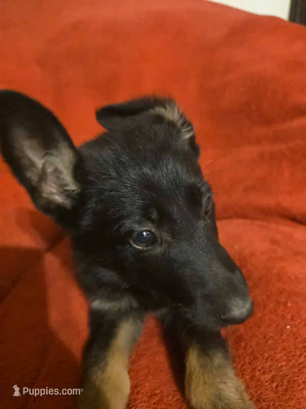 Uno – German Shepherd Dog puppy for sale in Dover, DE
